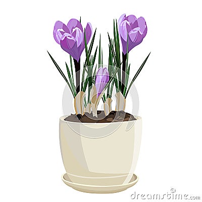 Spring flowers, crocus. Vector illustration. Cartoon Illustration